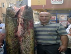 Aras'ta balık bereketi